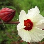 Hibiscus sabdariffa Flor