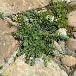 Crepis bursifolia পাতা
