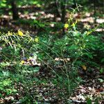 Aureolaria flava Hábito
