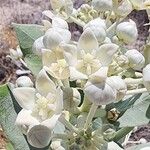 Calotropis procera फूल