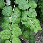 Philadelphus × virginalis Leaf