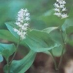 Maianthemum bifolium Цвят