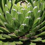 Agave victoriae-reginae Агульны выгляд