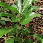 Gardenia ternifolia Лист