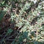 Thymus vulgaris Blatt