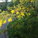 Caragana arborescens फूल