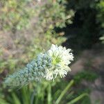 Albuca bracteata Цветок