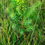 Euphorbia lucida Hábito