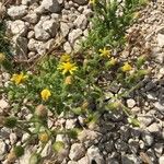 Senecio viscosus Habitus