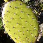 Opuntia oricola Fulla