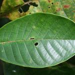 Isertia coccinea Leaf