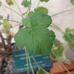 Pelargonium echinatum Hoja