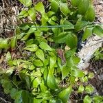 Asparagus asparagoides Blatt