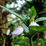 Justicia striata Flor