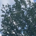 Populus x canadensis Frunză