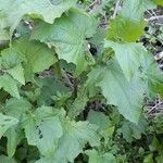 Smallanthus connatus Hábito