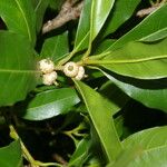 Quercus salicifolia Fruit