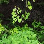 Thalictrum fendleri Leaf