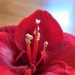 Hippeastrum reginae ᱵᱟᱦᱟ