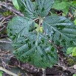 Rubus albiflorus Levél