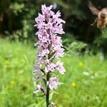 Dactylorhiza fuchsiiFlower