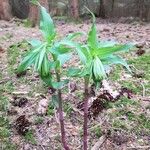 Epipactis purpurata Blad