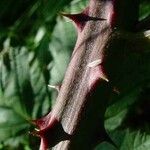 Rubus fruticosus Casca