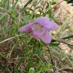 Ghikaea speciosa फूल