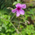 Geranium palmatum Flower