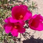 Portulaca grandiflora Flower