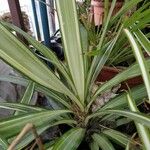 Yucca gloriosaBlad