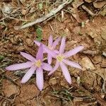 Colchicum stevenii Цветок