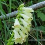 Digitalis lutea Цвят