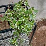 Coleus madagascariensis Leaf