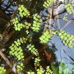 Salvinia natans Leaf