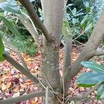 Magnolia grandiflora Bark