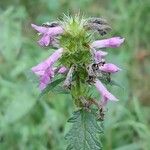 Betonica officinalis Flower