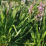 Watsonia borbonica ഇല