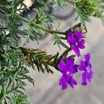 Verbena tenera Flower