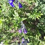 Salvia chamaedryoides Flor