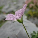 Geranium cinereum Květ