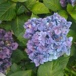 Hydrangea macrophylla花