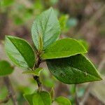 Cotoneaster simonsii Leaf