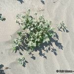 Dithyrea californica Агульны выгляд