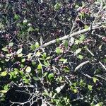 Phillyrea latifolia Frugt