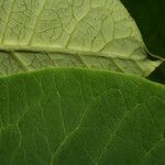 Asclepias variegata Leaf