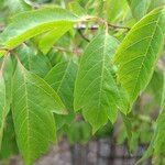 Acer cissifolium Folha