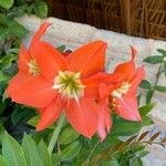 Hippeastrum puniceum 花