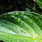 Cornus macrophylla Leaf