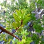 Embelia angustifolia Altul/Alta